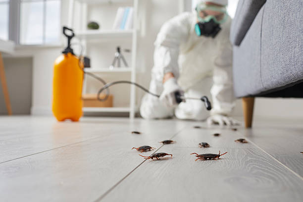 Commercial Rodent Management in Hapeville
